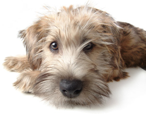 pooch1
