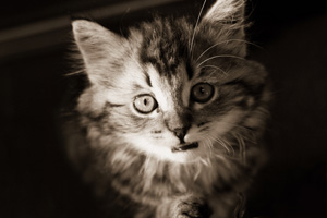 sweet_kitten1