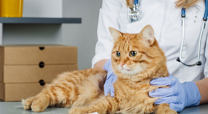 cat with vet