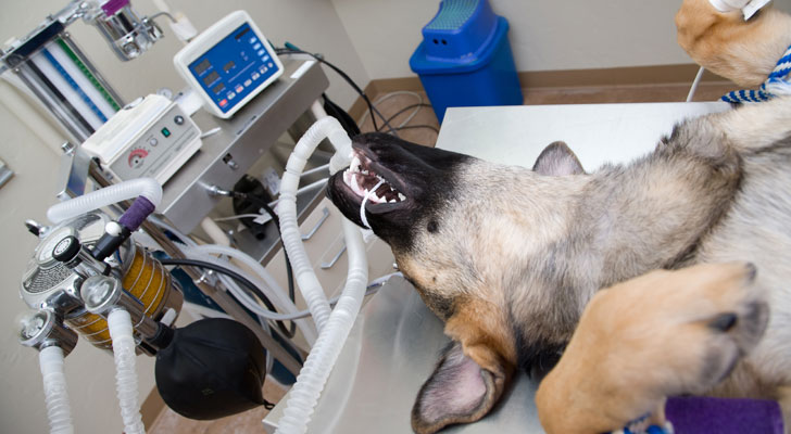 dog surgery