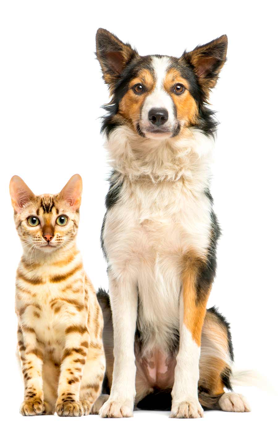 Pet Dog & Cat Vertical narrow