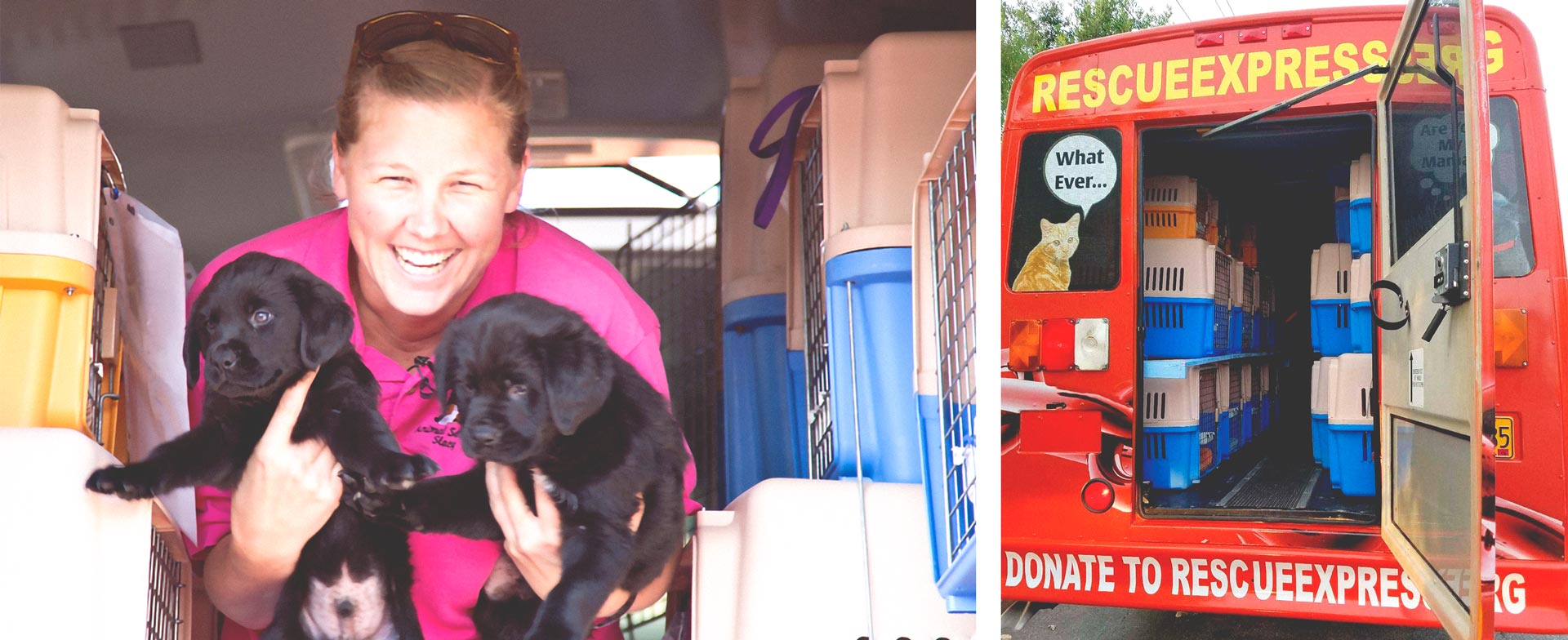 Rescue Express buses saving puppies during Hurrican Harvey