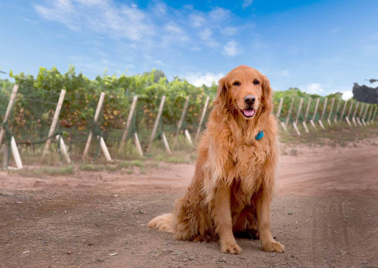 Presquile Summer Concert 2019 dog in winery vineyard